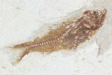 Two Cretaceous Fossil Fish (Armigatus)- Lebanon #102590-1